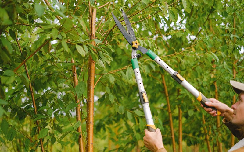 Tree trimming in Bethlehem, IN